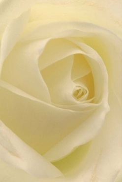 This intimate, sensitively lit portrait reveals a white rose's delicate personality through its harmonious swirls of ivory petals. Each velvety layer invites gentle exploration, appearing almost transparent where the light caresses, in hues that float between clean cream and whispers of pale gold-tones echoing Amersham's sun-kissed landscapes near Chesham Bois. There's an understated calmness present, the atmosphere reminiscent of a serene pause before a family celebration or the thoughtful delivery of an anniversary bouquet to a home nestled along Sycamore Road. The rose's refined shape and gentle shadowing conjure a timeless sense of elegance, while the faint, imagined fragrance envelops the air with comfort and grace. This creation reflects the artistry of local Amersham florists, dedicated to subtle details and authentic sentiment. Whether shared in love, to express gratitude, or to mark a new beginning, its quiet beauty instantly lends a sense of peace and sincerity, embodying the spirit of the community that nurtured every petal.